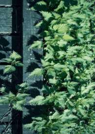 ��֦�ʣ������ǿ�H��